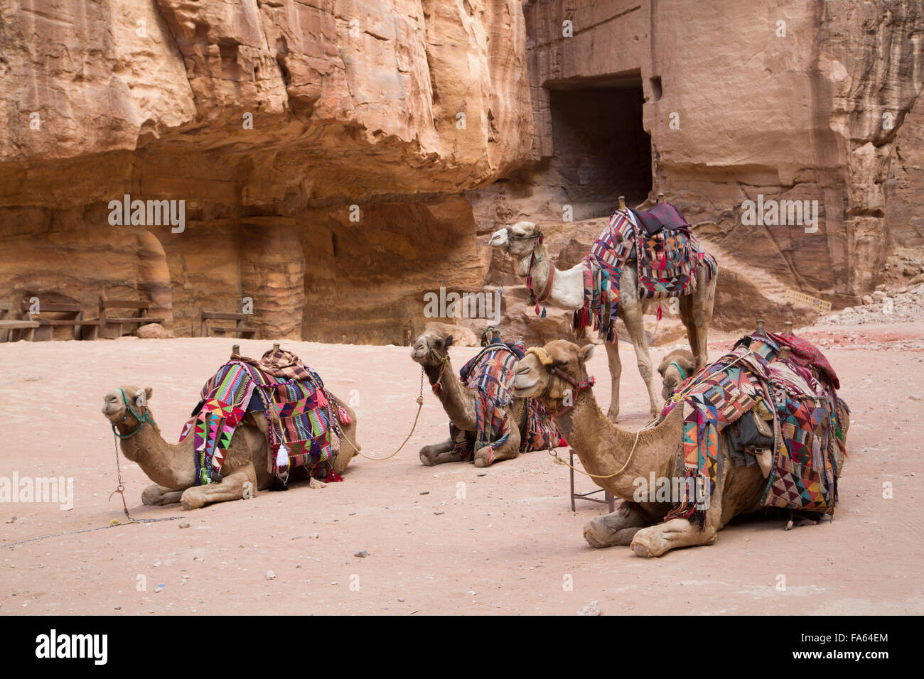 Camels in the Treasury Area, Petra, UNESCO World Heritage Site, Jordan Stock Photo