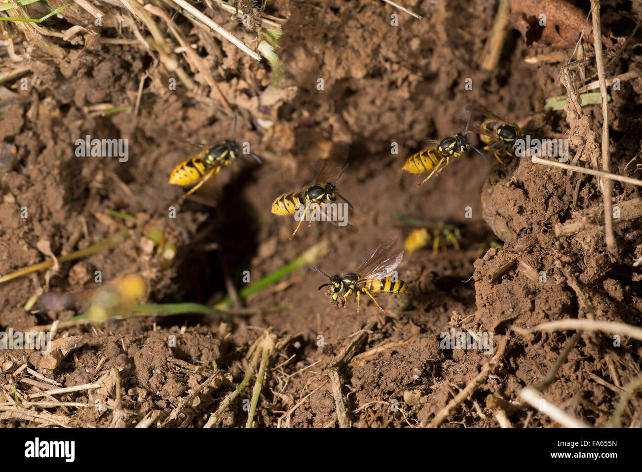 Common Wasps Vespula vulgaris flying to nest entrance Stock Photo