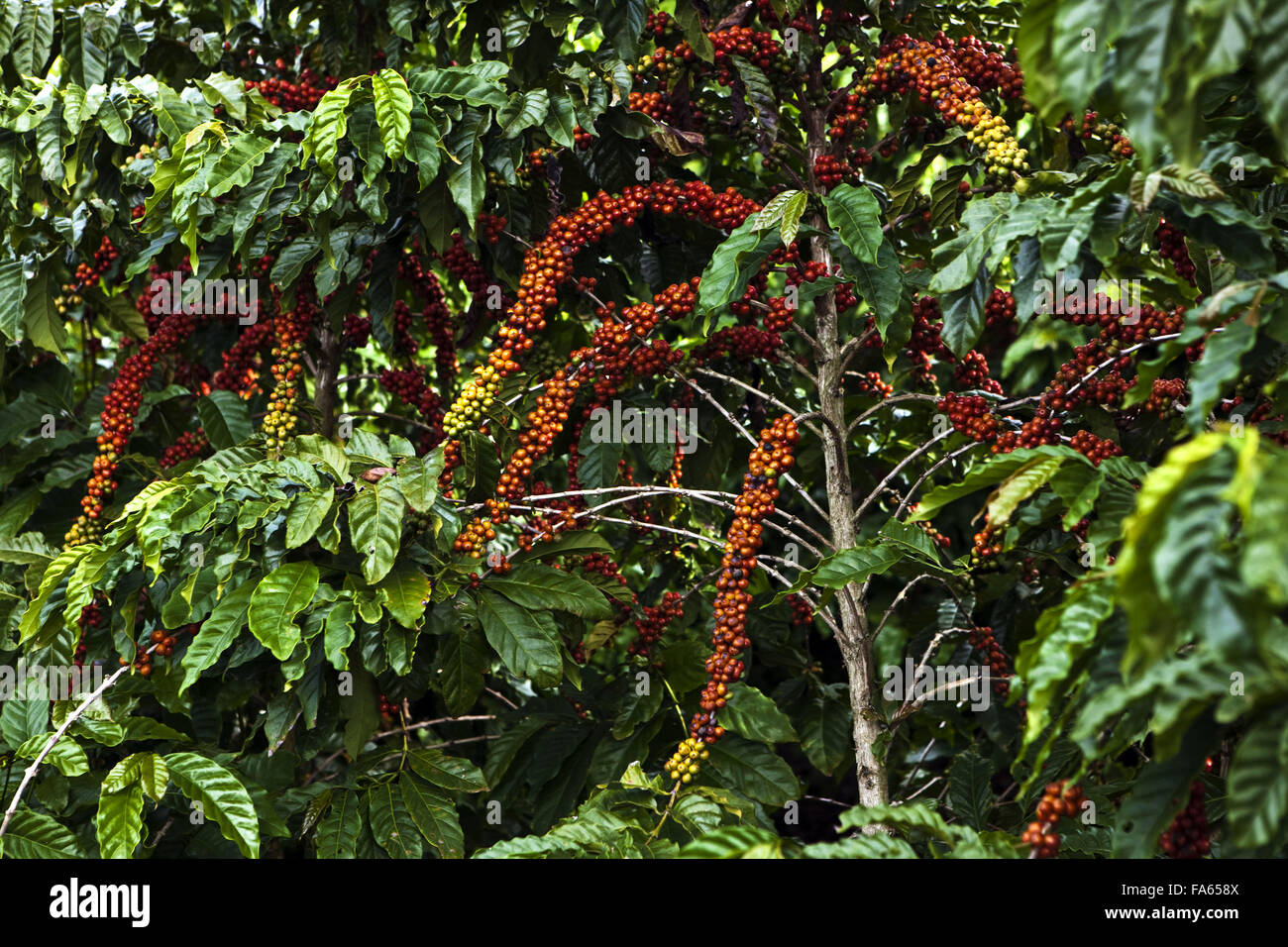 Plantation of conilon cafe in the rural town of Linhares, Espirito Santo Stock Photo