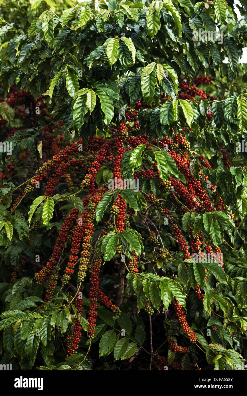 Plantation of conilon cafe in the rural town of Linhares, Espirito