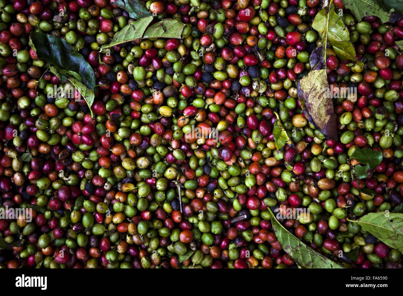 Grains of conilon cafe in the rural town of Linhares, Espirito Santo Stock Photo