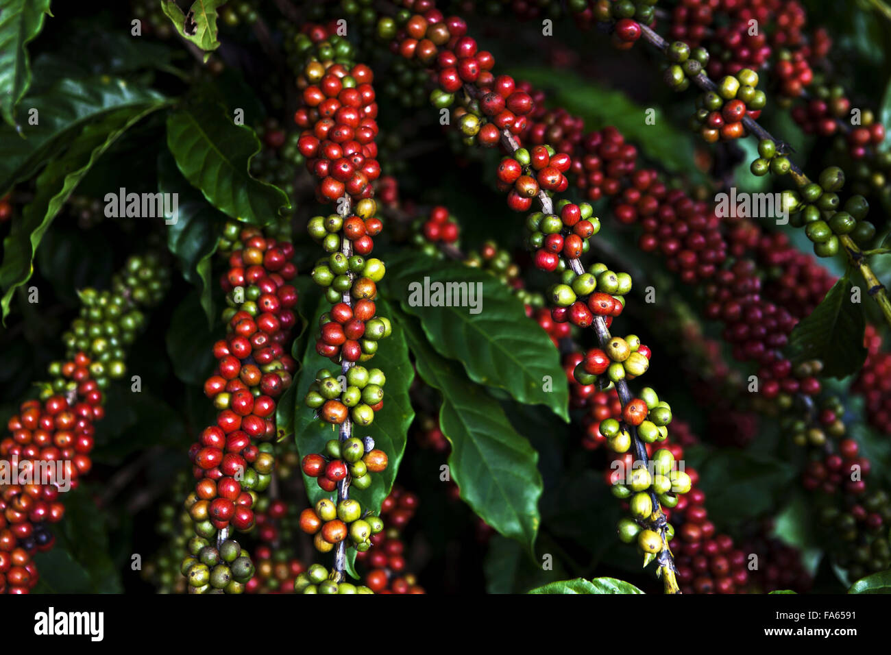 Plantation of conilon cafe in the rural town of Linhares, Espirito Santo Stock Photo