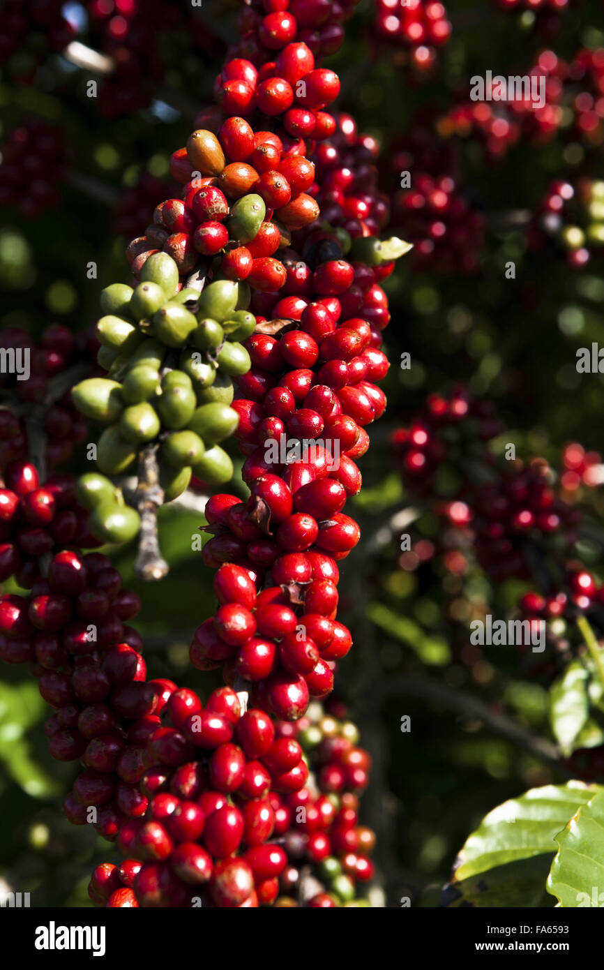 Plantation of conilon cafe in the rural town of Linhares, Espirito Santo Stock Photo