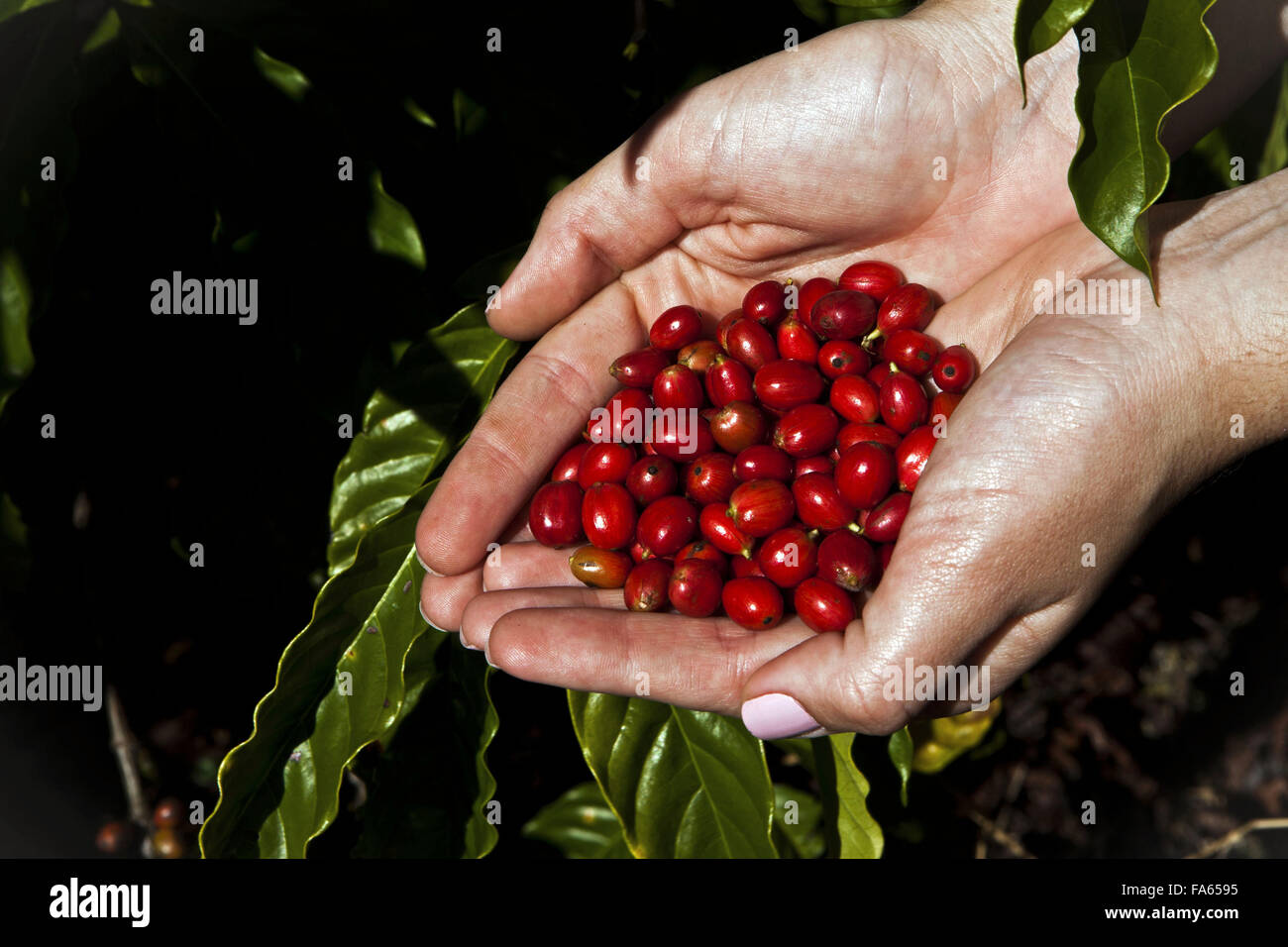 Mao with grains of conilon cafe in the rural town of Linhares, Espirito Santo Stock Photo