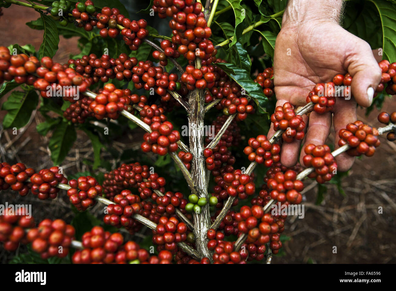 Plantation of conilon cafe in the rural town of Linhares, Espirito Santo Stock Photo