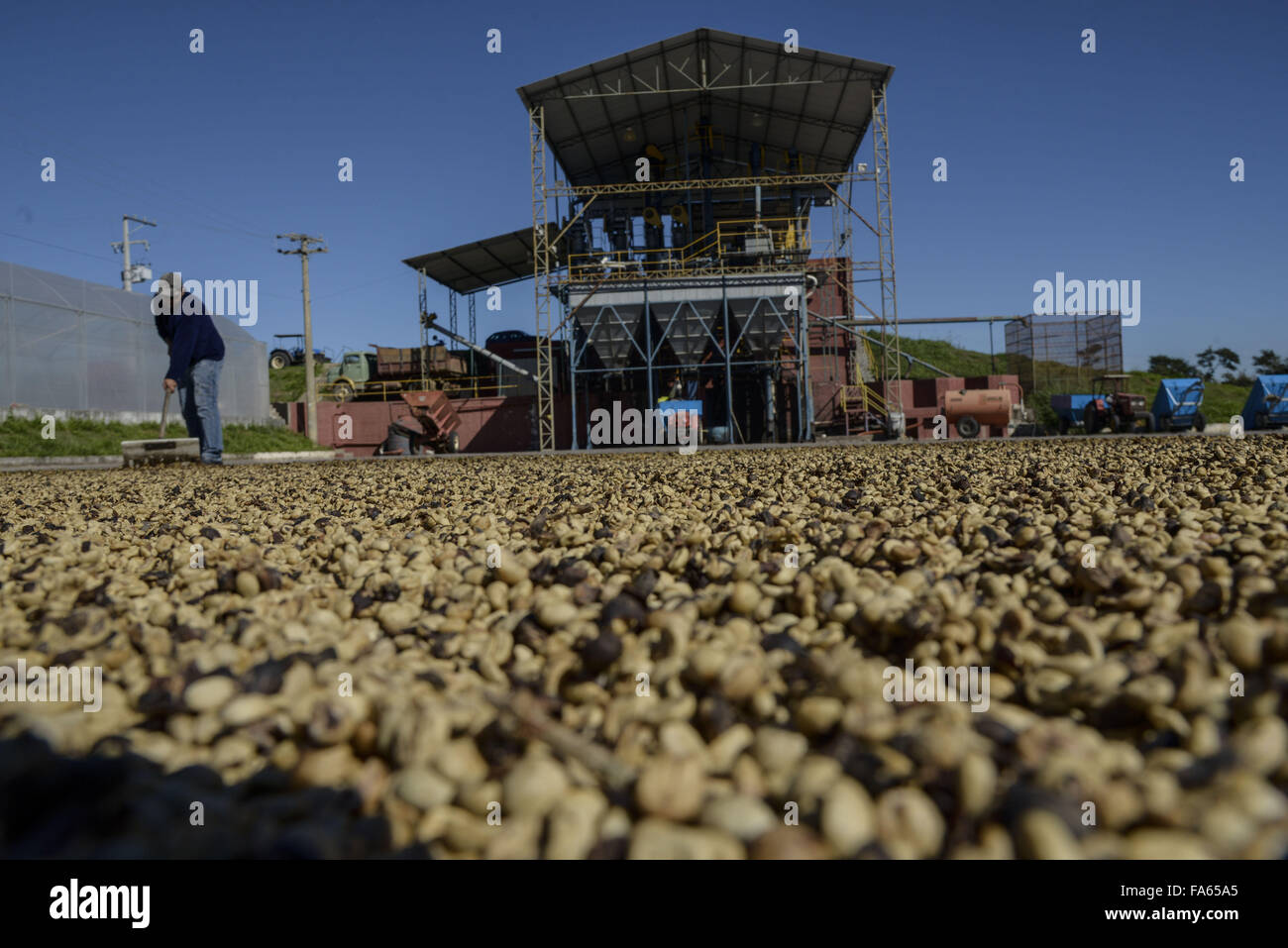 Drying coffee beans in farm yard Stock Photo Alamy
