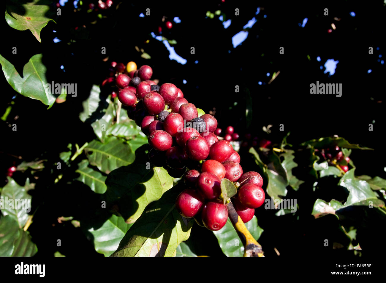 detail-of-branches-cafe-stock-photo-alamy