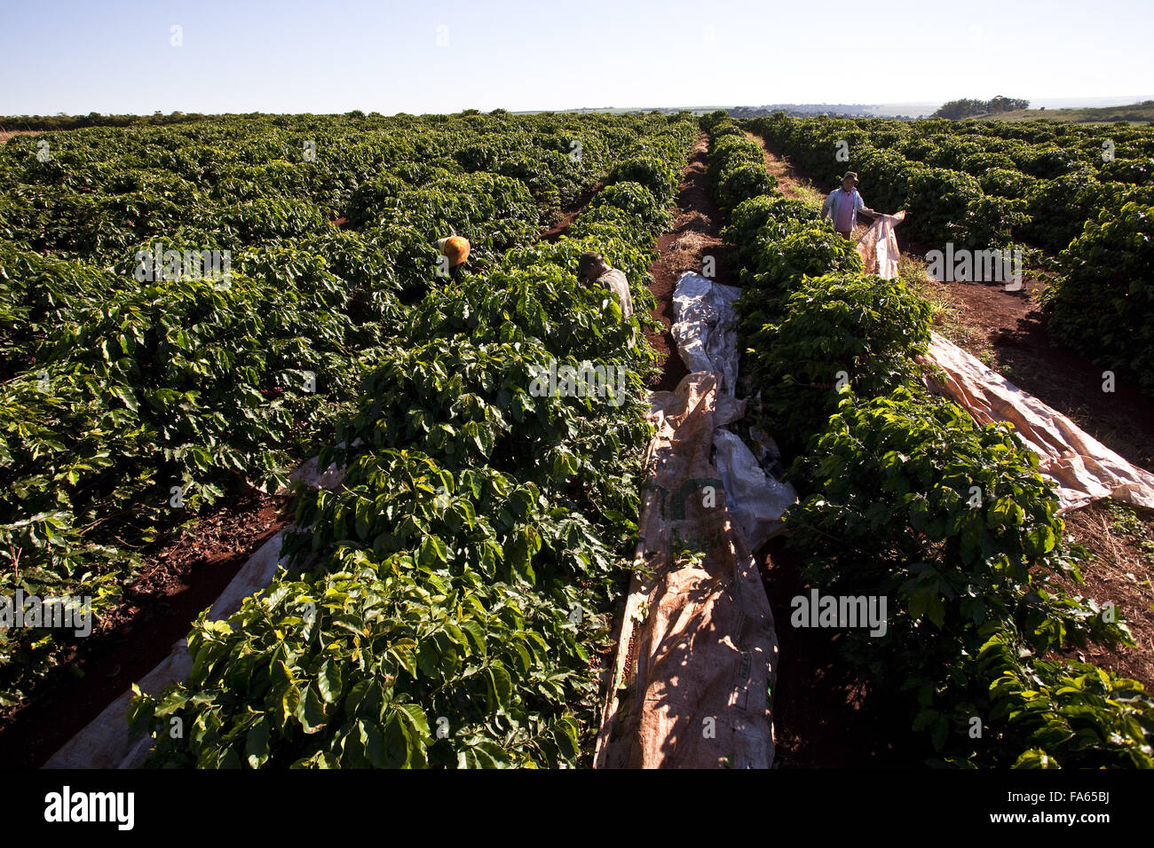 Rural workers in coffee plantations - harvesting stage Stock Photo