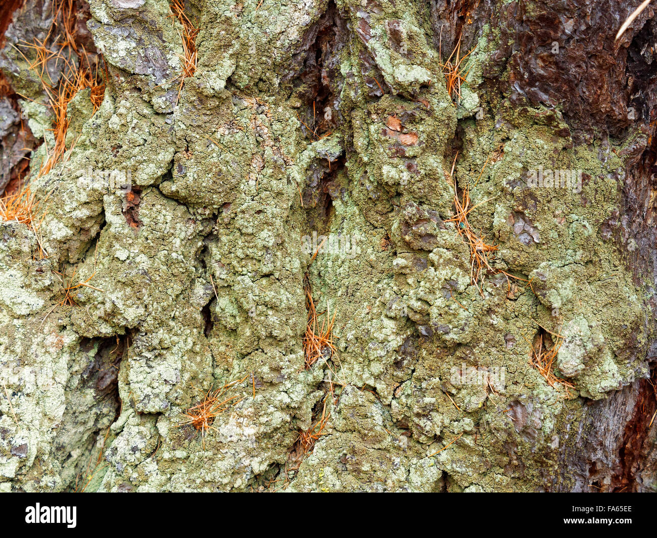 Larch Tree Wood Texture High Resolution Stock Photography and Images ...