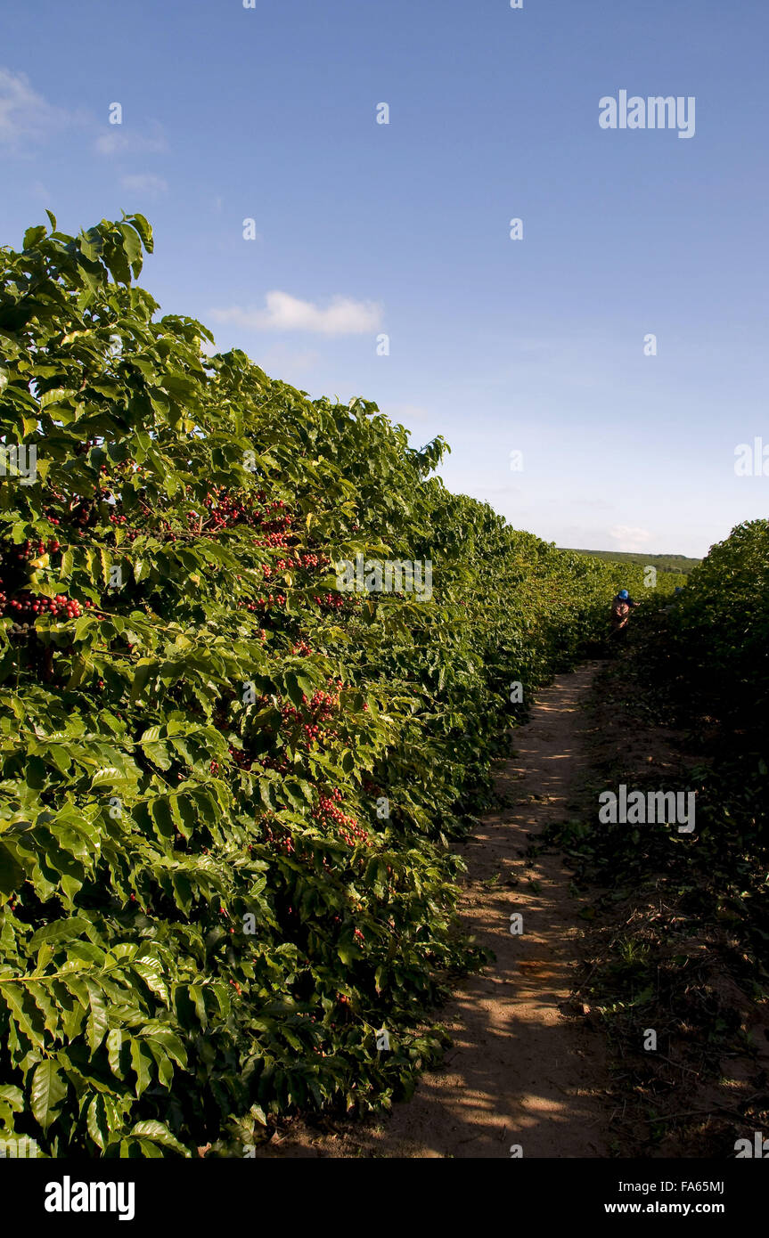 Coffee Plantation - Mundo Novo variety Stock Photo