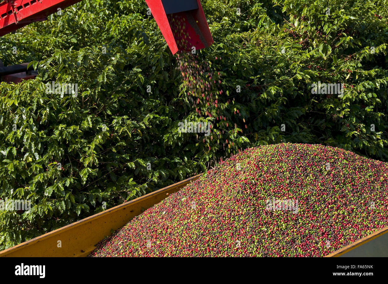 Mechanical harvesting of coffee - Variety New World Stock Photo