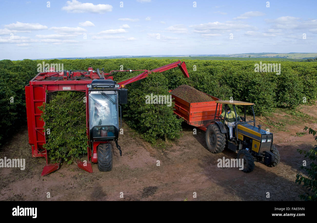 Mechanical harvesting of coffee - Variety New World Stock Photo