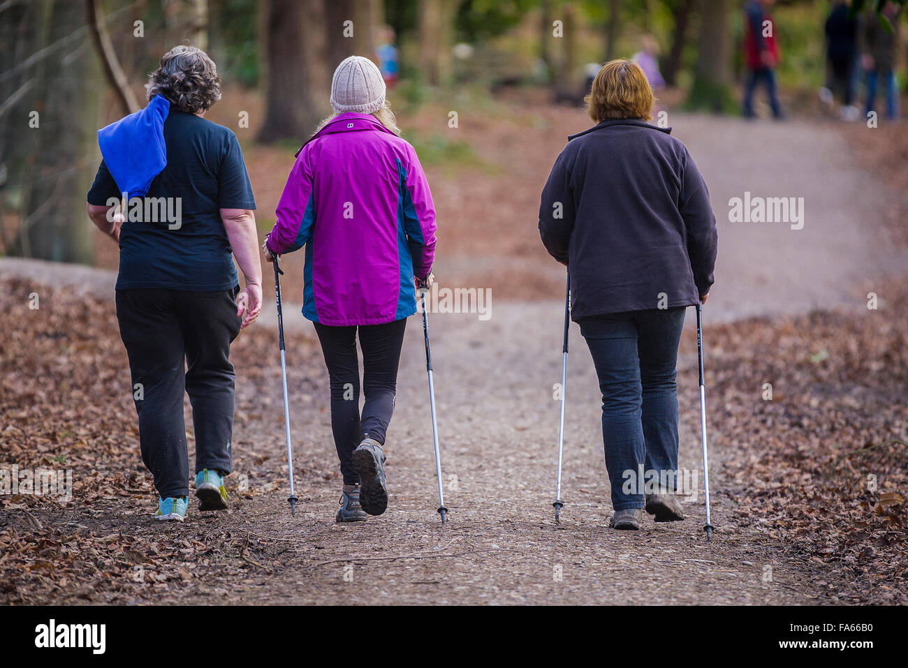 Walkers using trekking poles in Thorndon Park woodland in Essex, England, United Kingdom. Stock Photo