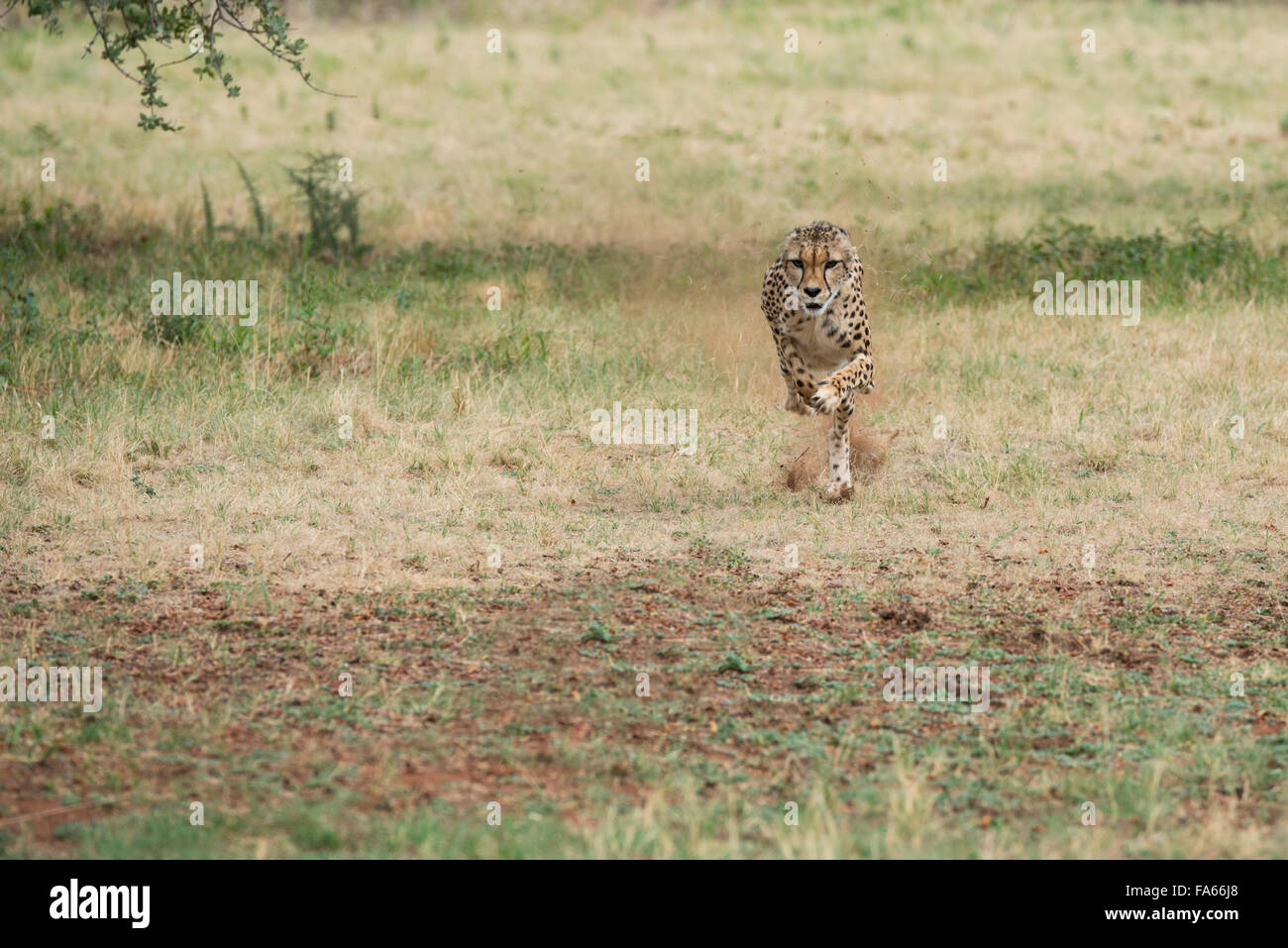 South Africa, Pretoria, De Wildt Shingwedzi Cheetah & Wildlife Preserve & Ann van Dyk Cheetah Center. Cheetah running. Stock Photo