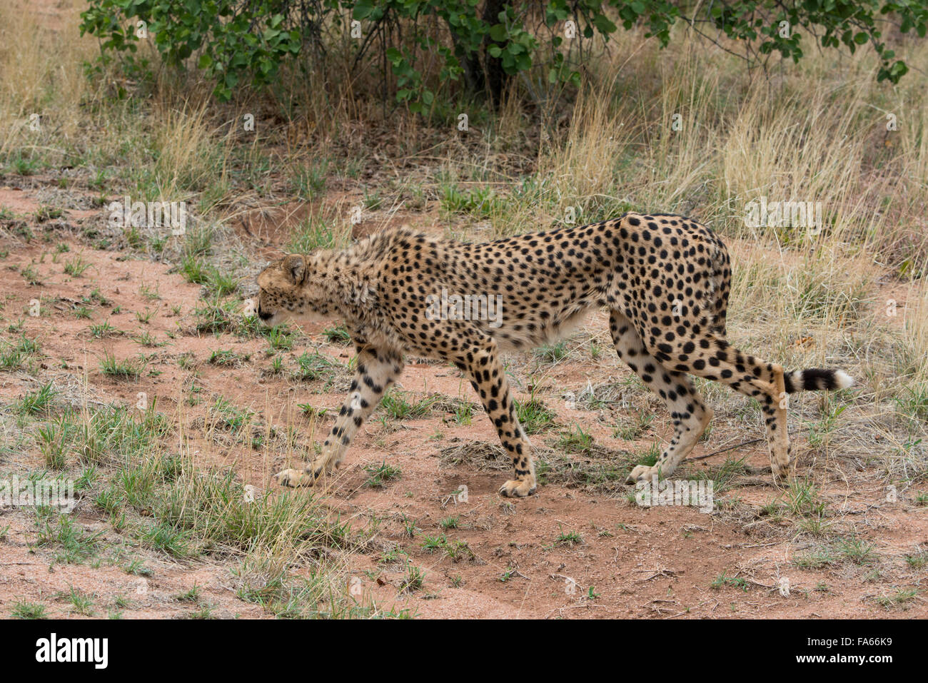 South Africa, Pretoria, De Wildt Shingwedzi Cheetah & Wildlife Preserve & Ann van Dyk Cheetah Center. Cheetah. Stock Photo