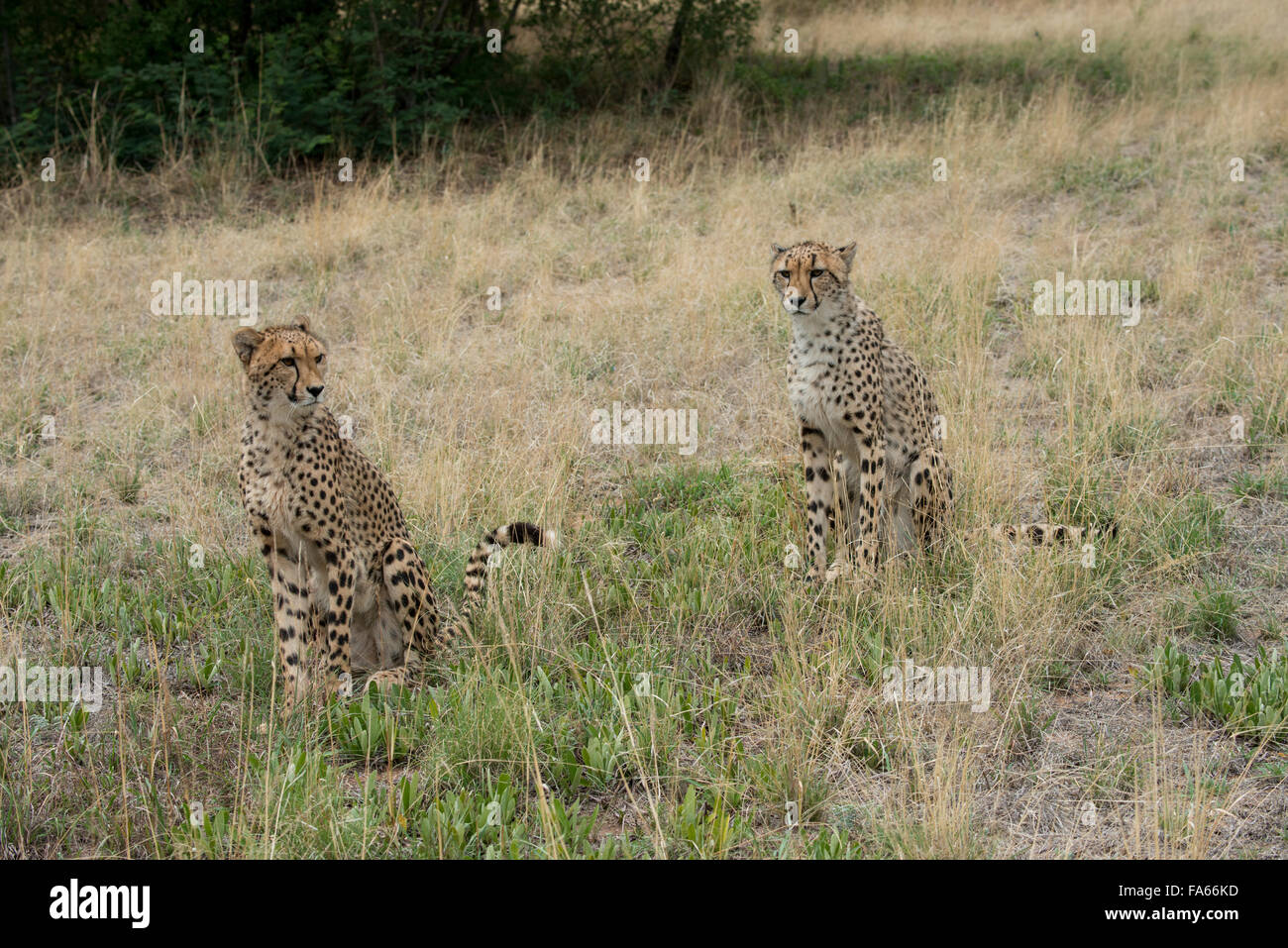 South Africa, Pretoria, De Wildt Shingwedzi Cheetah & Wildlife Preserve & Ann van Dyk Cheetah Center. Cheetahs Stock Photo