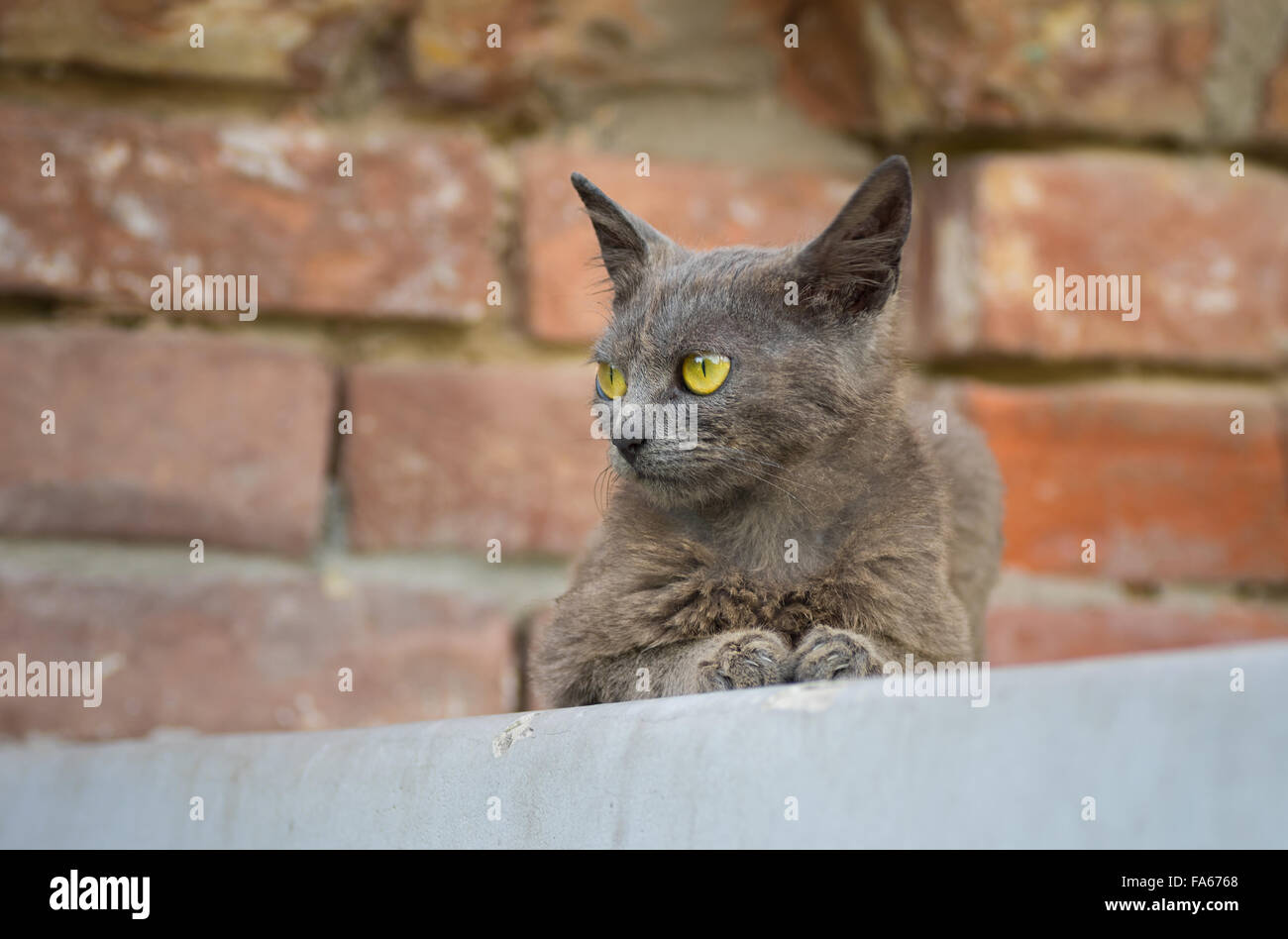 Portrait of beautiful alien cat sitting on a parapet Stock Photo