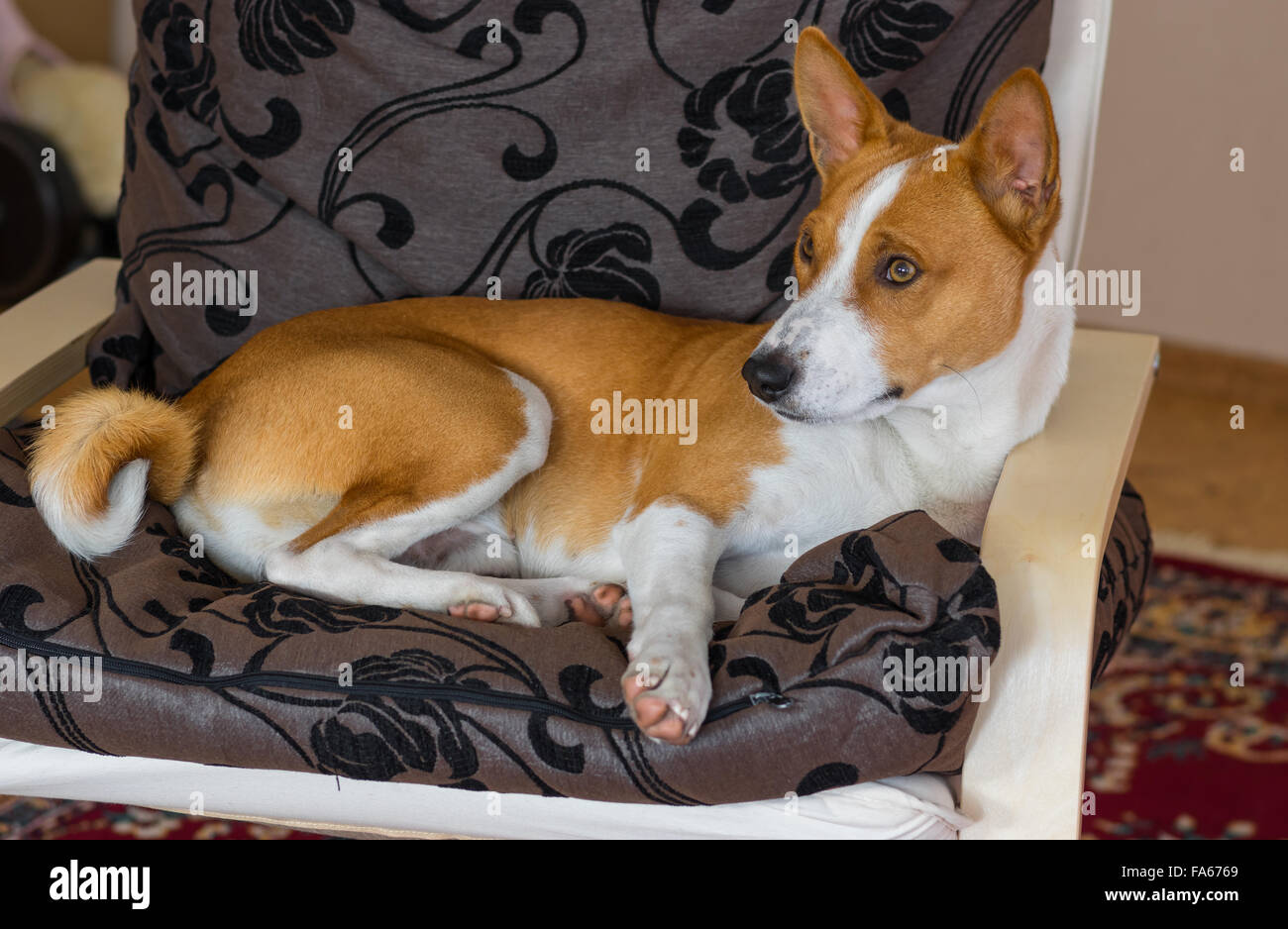 Stylish basenji having rest in chair Stock Photo - Alamy