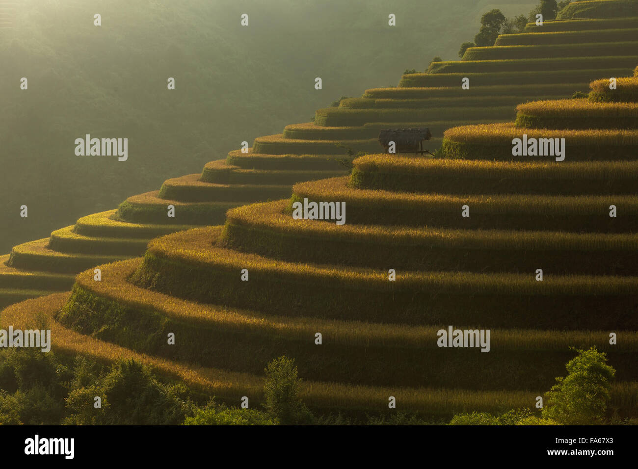 Rice terraces, Vietnam Stock Photo