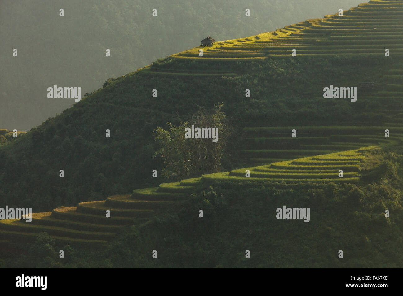 Rice terraces, Yenbai, Vietnam Stock Photo
