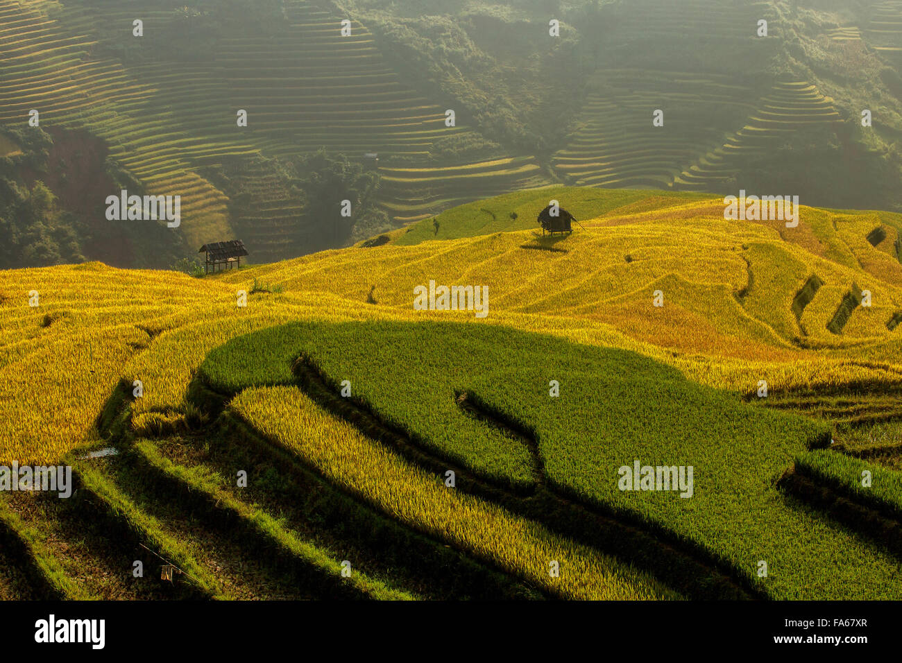 Terraced rice fields, Vietnam Stock Photo