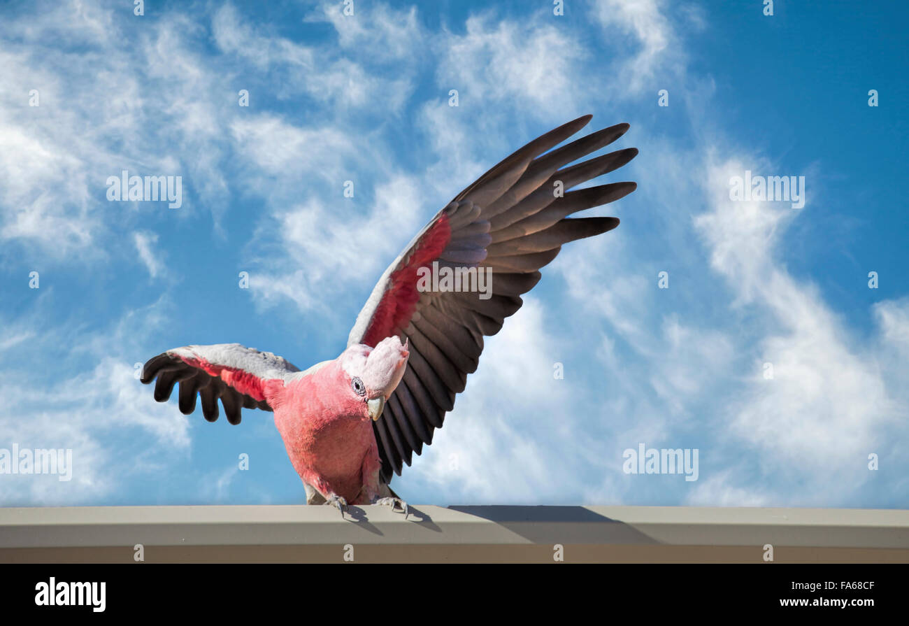 Galah Cockatoo (Cacatua roseicapilla) on a wall Stock Photo