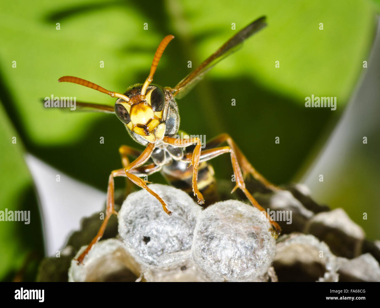 Close up of a wasp guarding hive Stock Photo