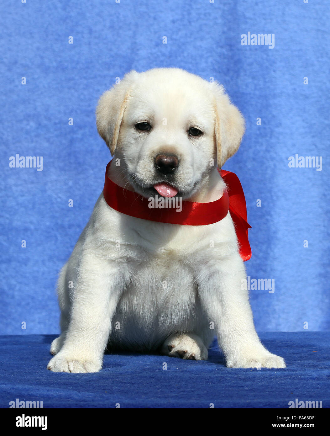 nice yellow labrador puppy sitting on blue background Stock Photo - Alamy