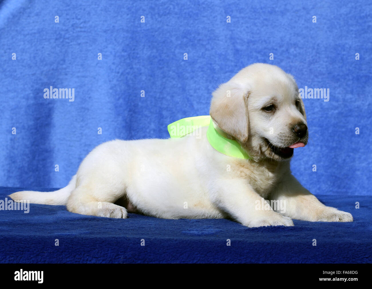 the nice yellow labrador puppy sitting on blue background Stock Photo ...