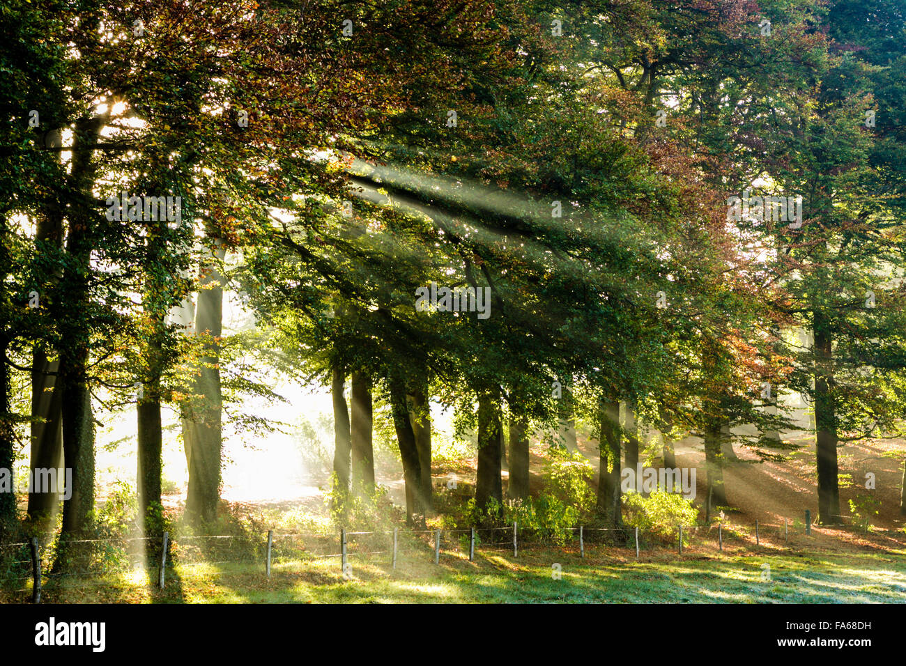 Sunlight streaming through trees, Gelderland, Netherlands Stock Photo