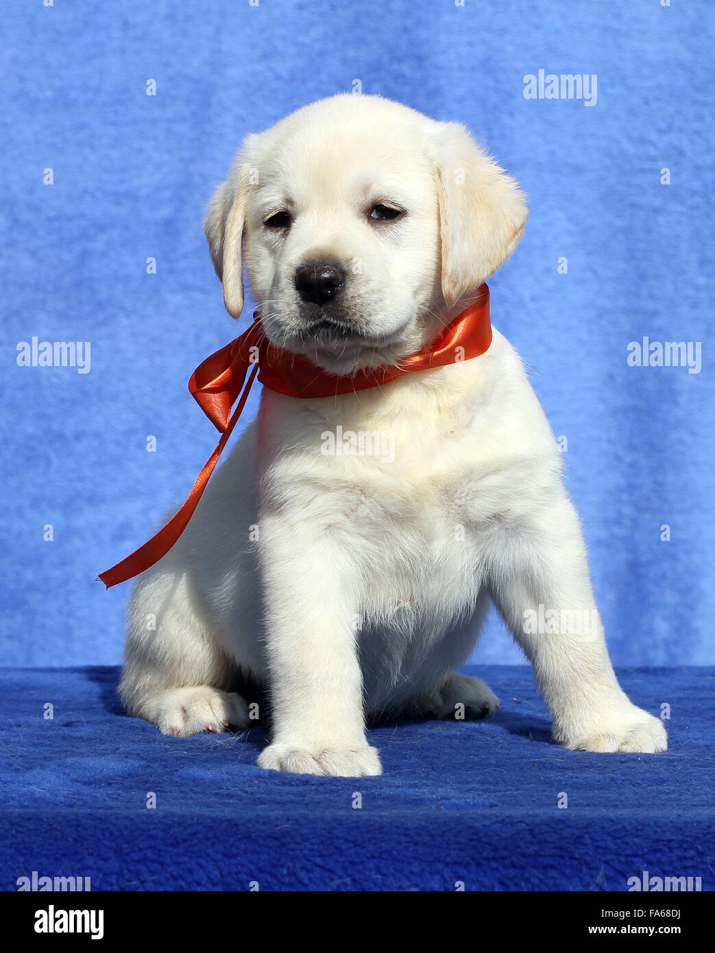 nice cute yellow labrador puppy sitting on blue background Stock ...