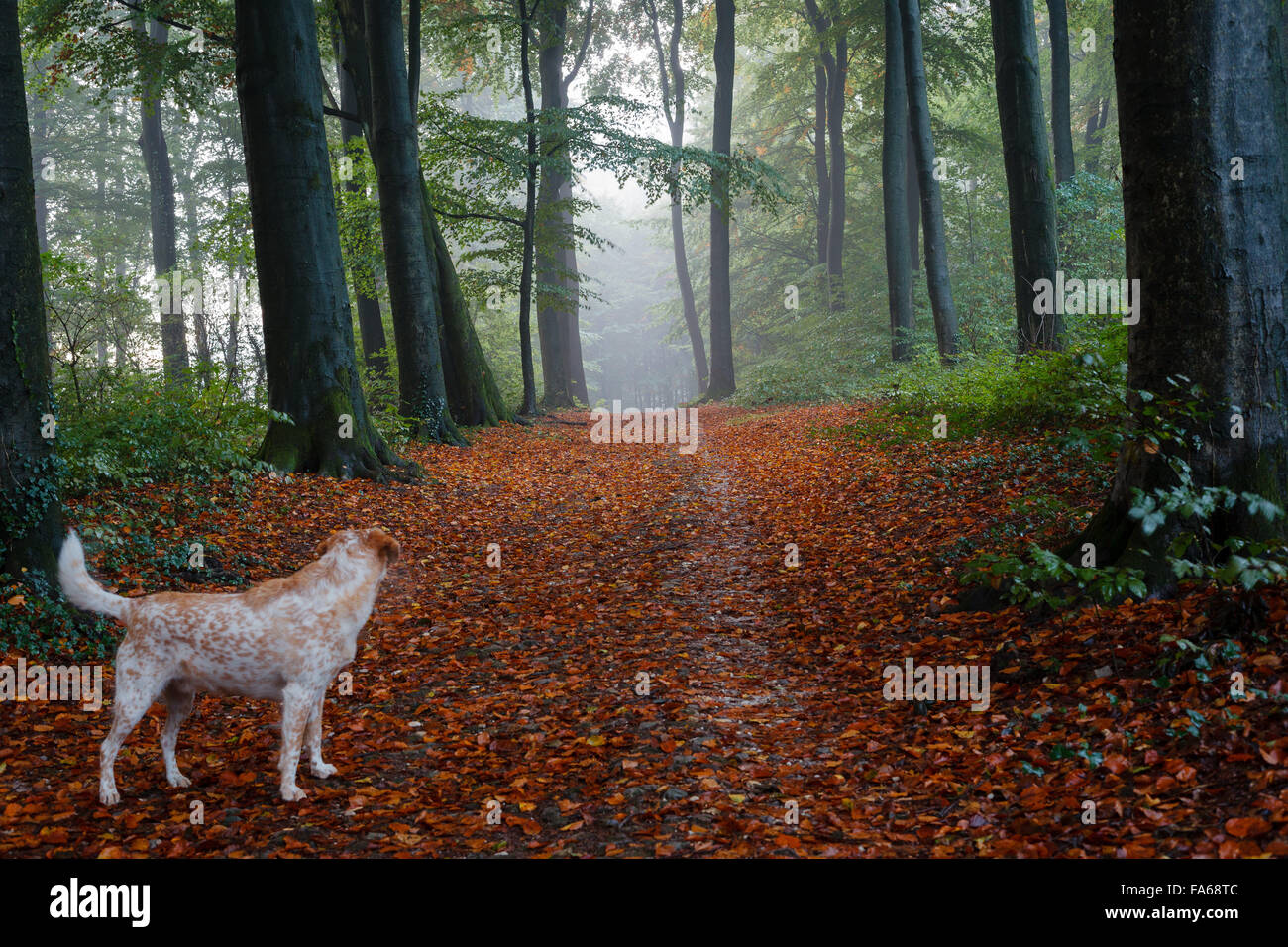 Dog waiting in forest, Koninkrijk, Netherlands Stock Photo Alamy