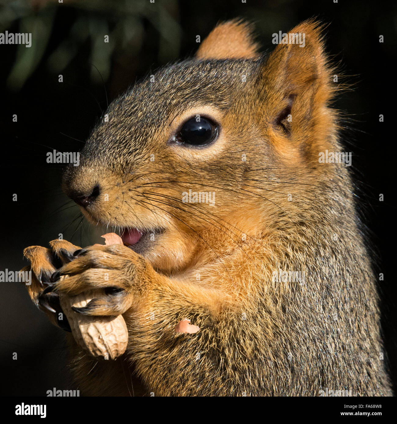 Close-up of a squirrel eating a peanut, Colorado, United States Stock Photo