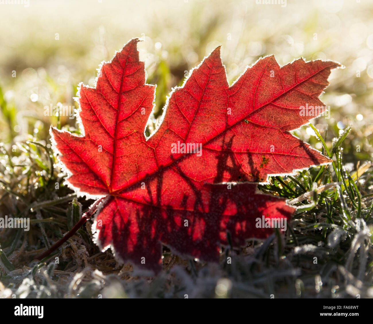 Frosty Maple leaf on the grass Stock Photo