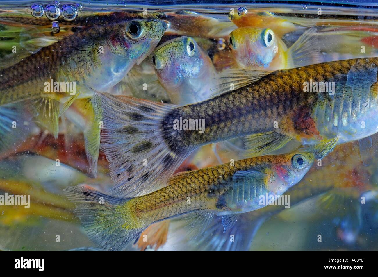 School of guppy fish Stock Photo