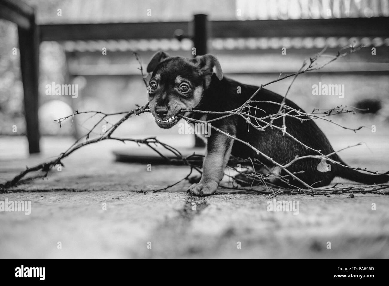 A young puppy chewing on a stick outside Stock Photo