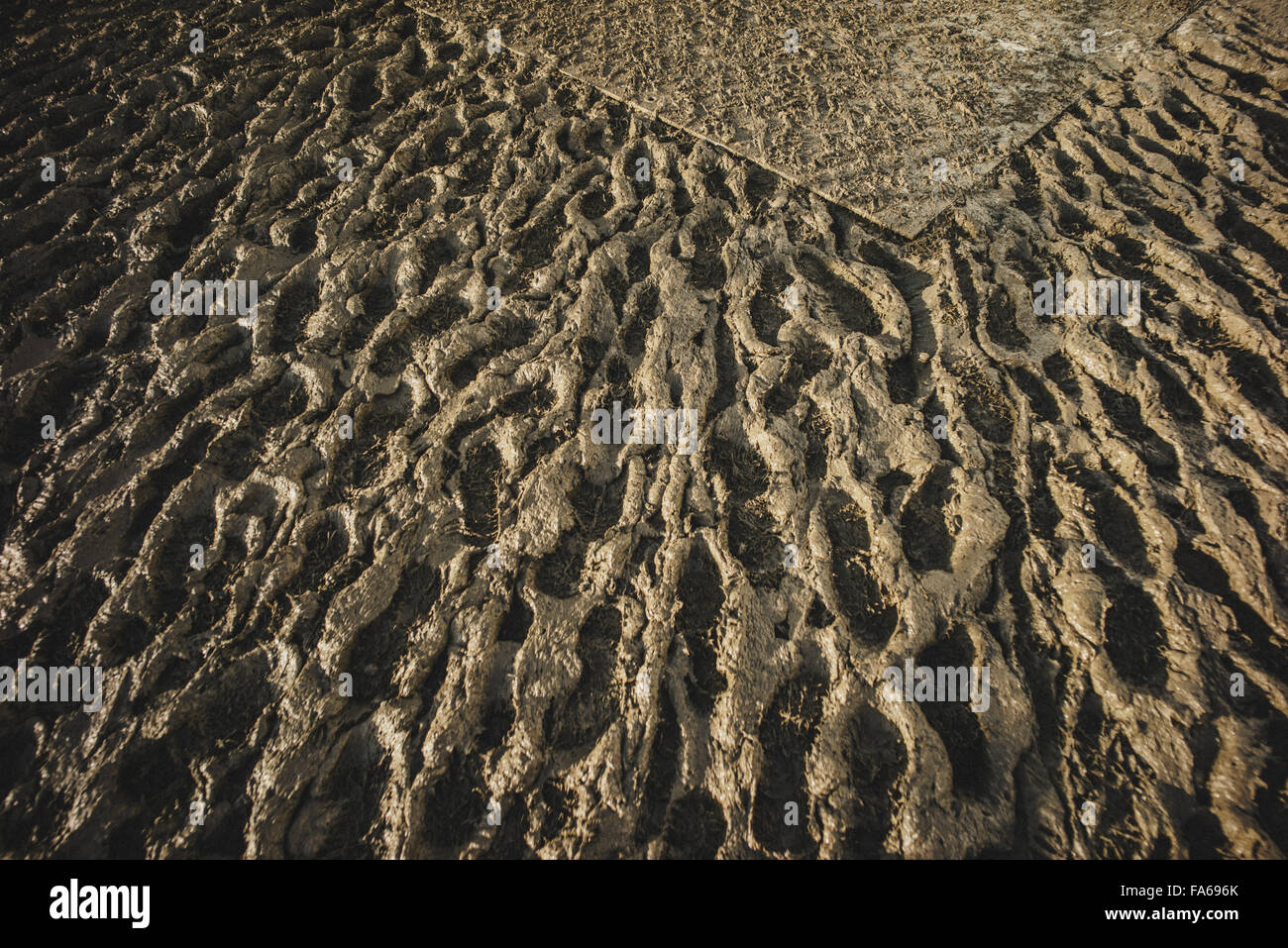 Footprints in muddy ground Stock Photo