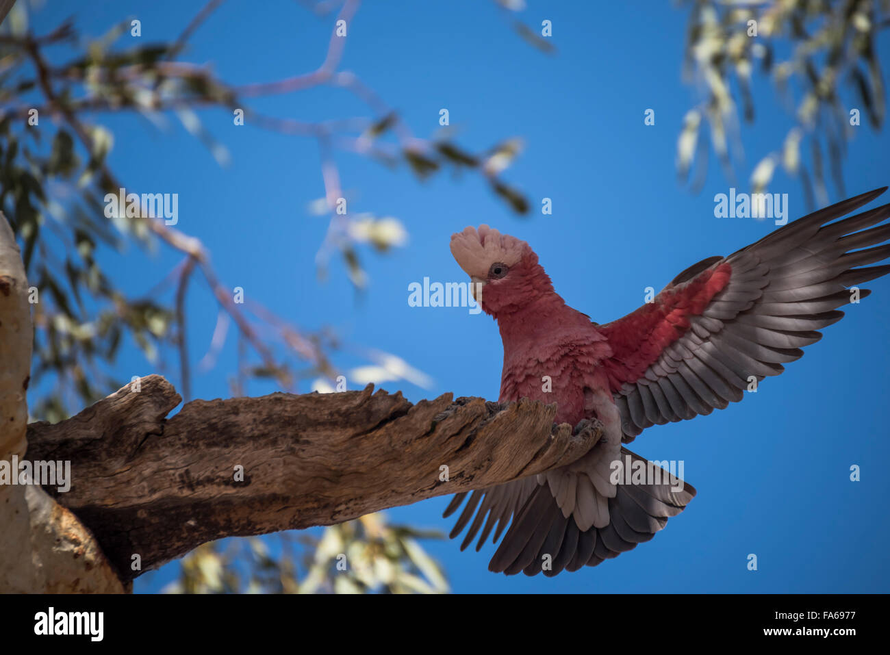 cockatoo spreading his wings in the Australian Outback Stock Photo