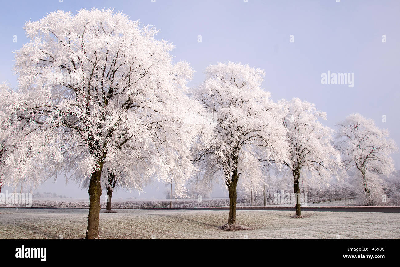 Snow covered trees in a row Stock Photo
