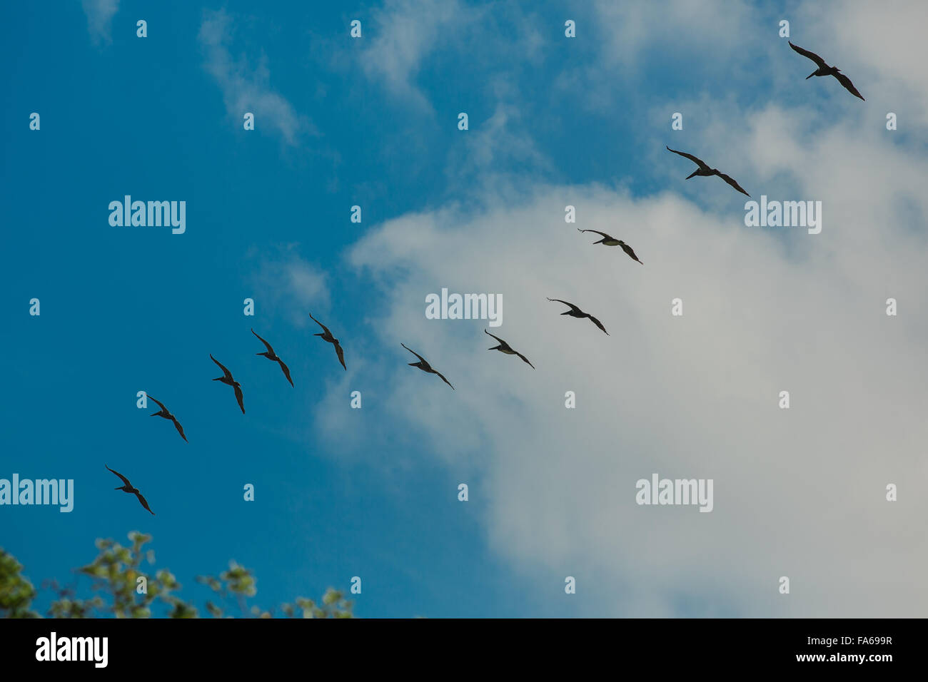 Low angle view of Birds flying, Costa Rica Stock Photo