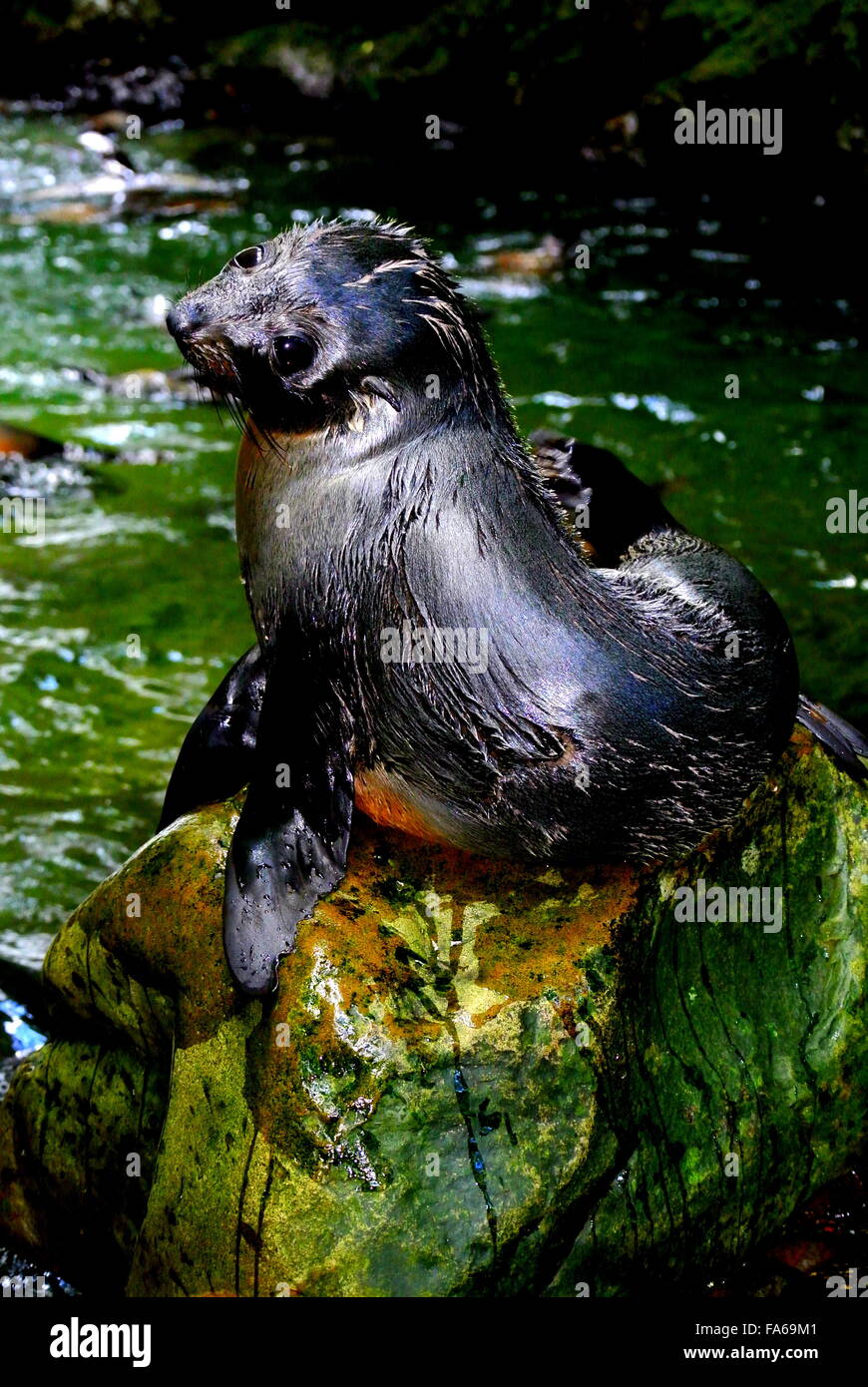 Seal Pup at Ohau Waterfall, Kaikoura, New Zealand Stock Photo Alamy
