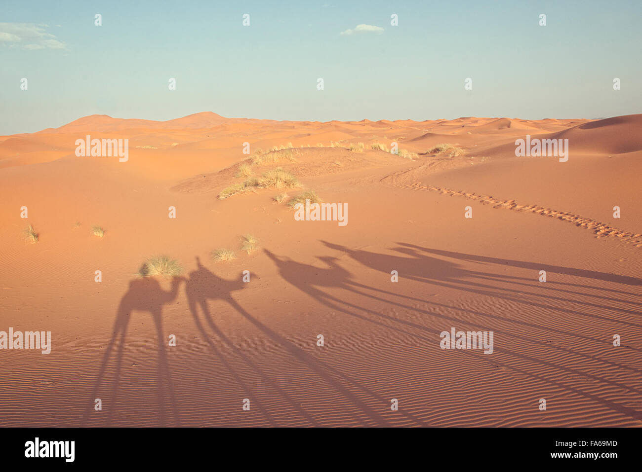 Camel train shadow in the desert, Marrakesh, Morocco Stock Photo