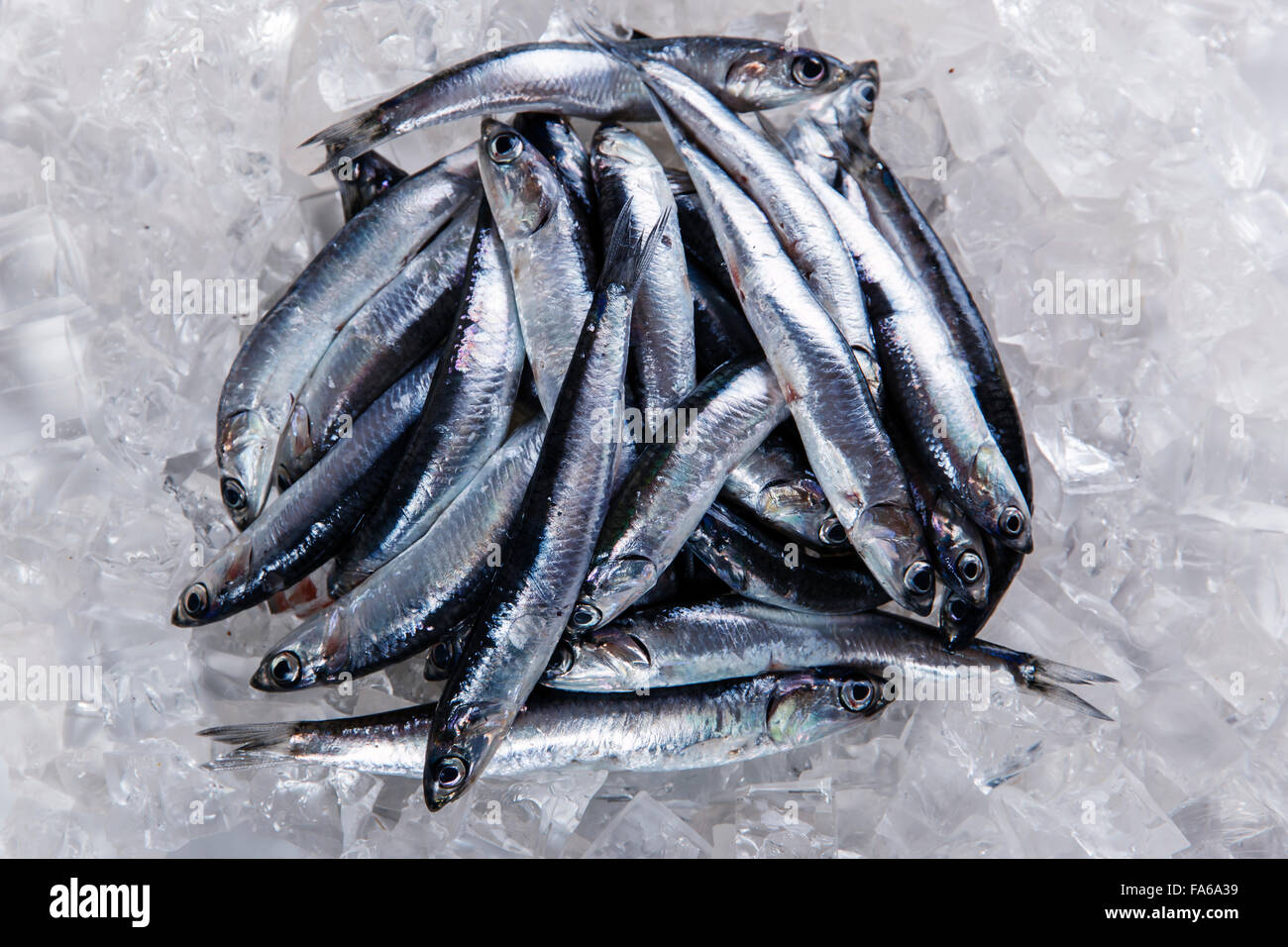 fresh raw fish anchovy on ice seafood Stock Photo