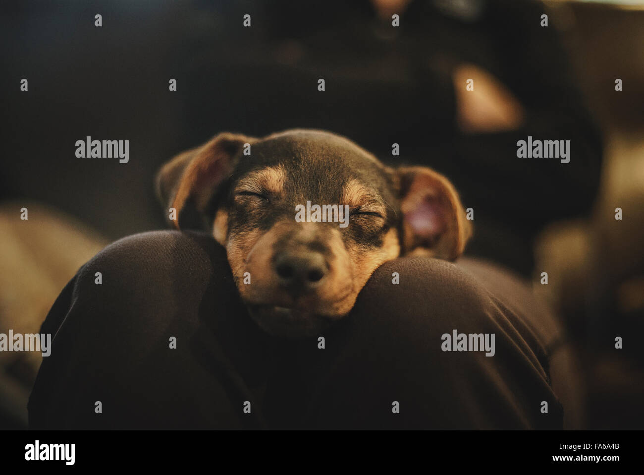 A sleeping Jack Russell terrier puppy, resting on human legs Stock Photo