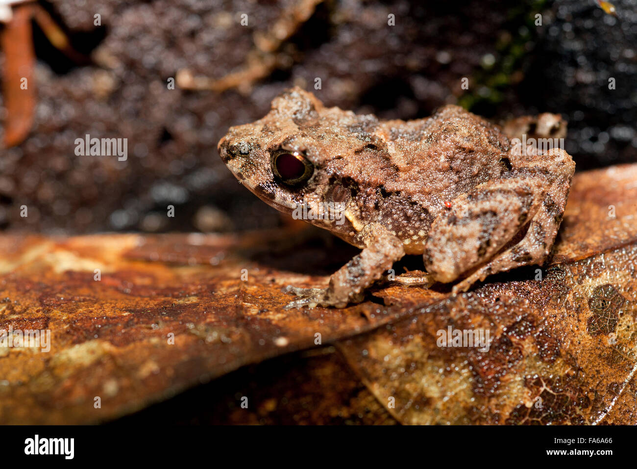 Craugastor Frog Species - La Laguna del Lagarto Lodge- Boca Tapada; San Carlos; Costa Rica Stock Photo
