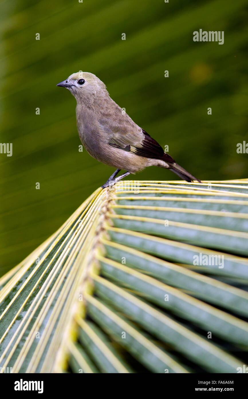 Palm Tanager - La Laguna del Lagarto Lodge - Boca Tapada - San Carlos, Costa Rica Stock Photo