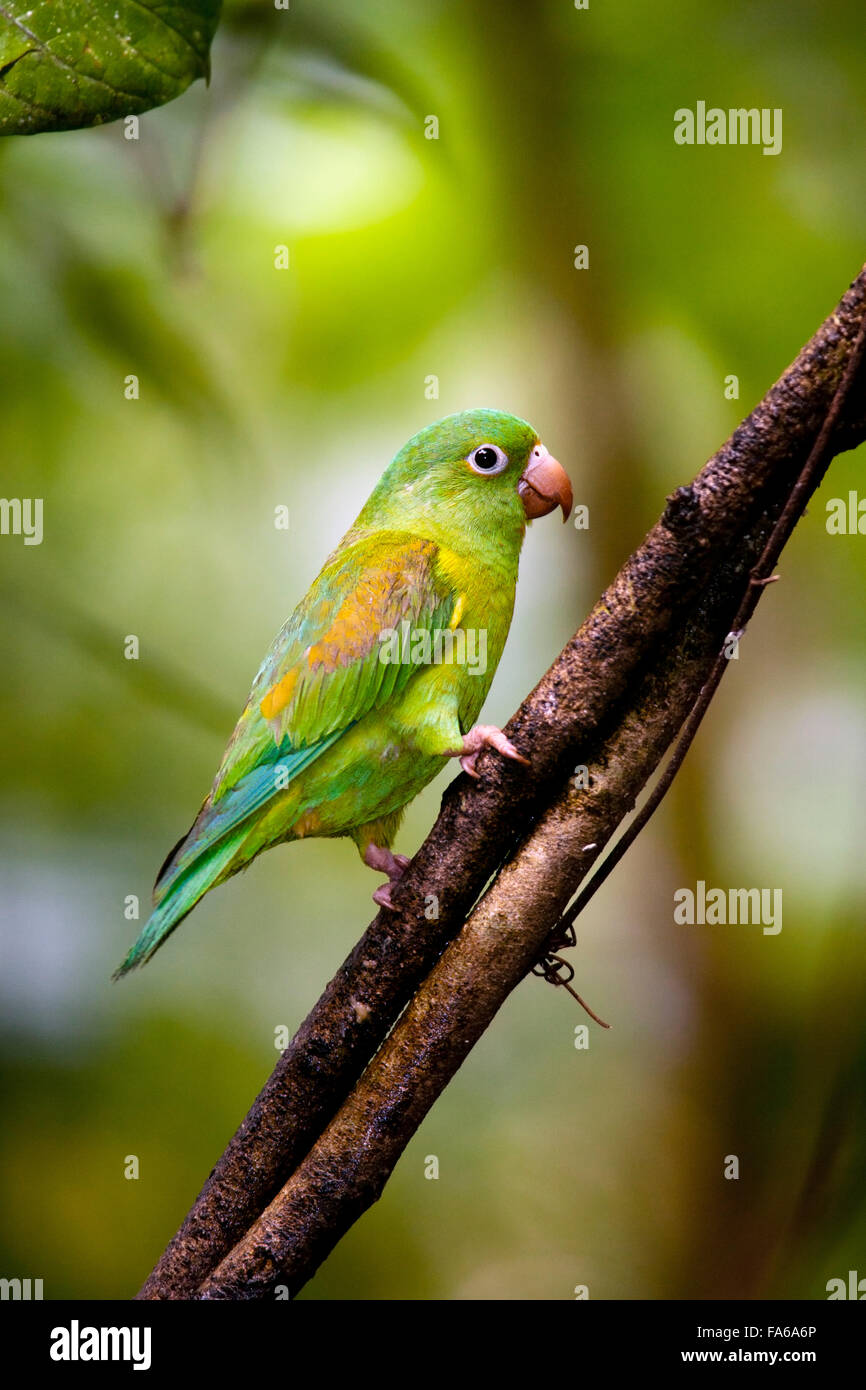 Orange-chinned Parakeet - Boca Tapada, San Carlos, Costa Rica Stock Photo