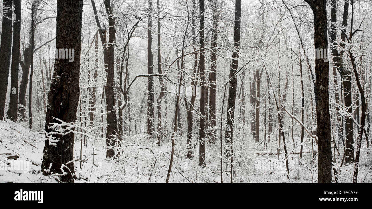 Winter landscape forest in snow hi-res stock photography and images - Alamy