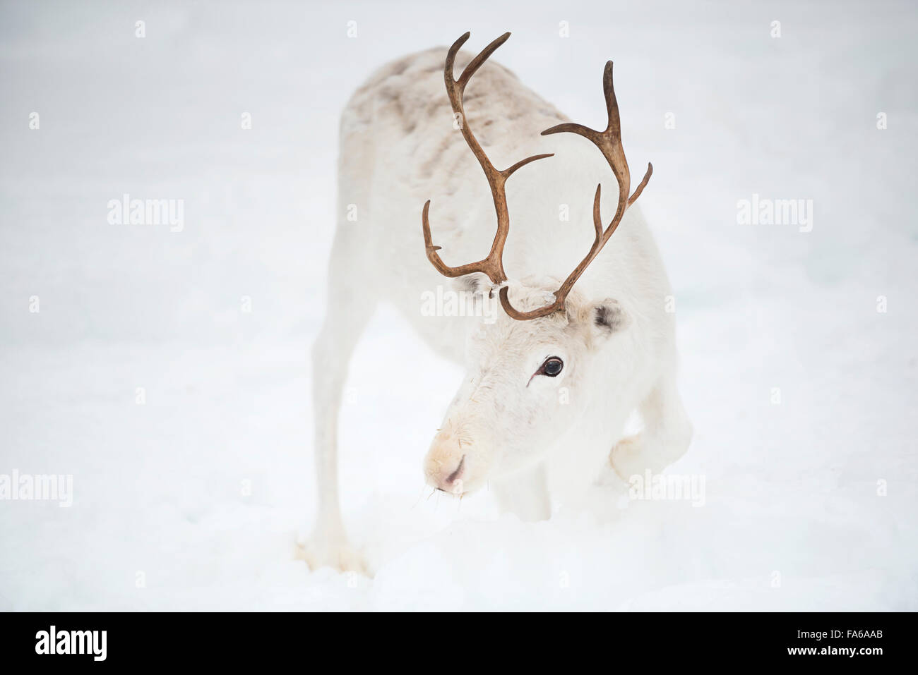White reindeer hi-res stock photography and images - Alamy