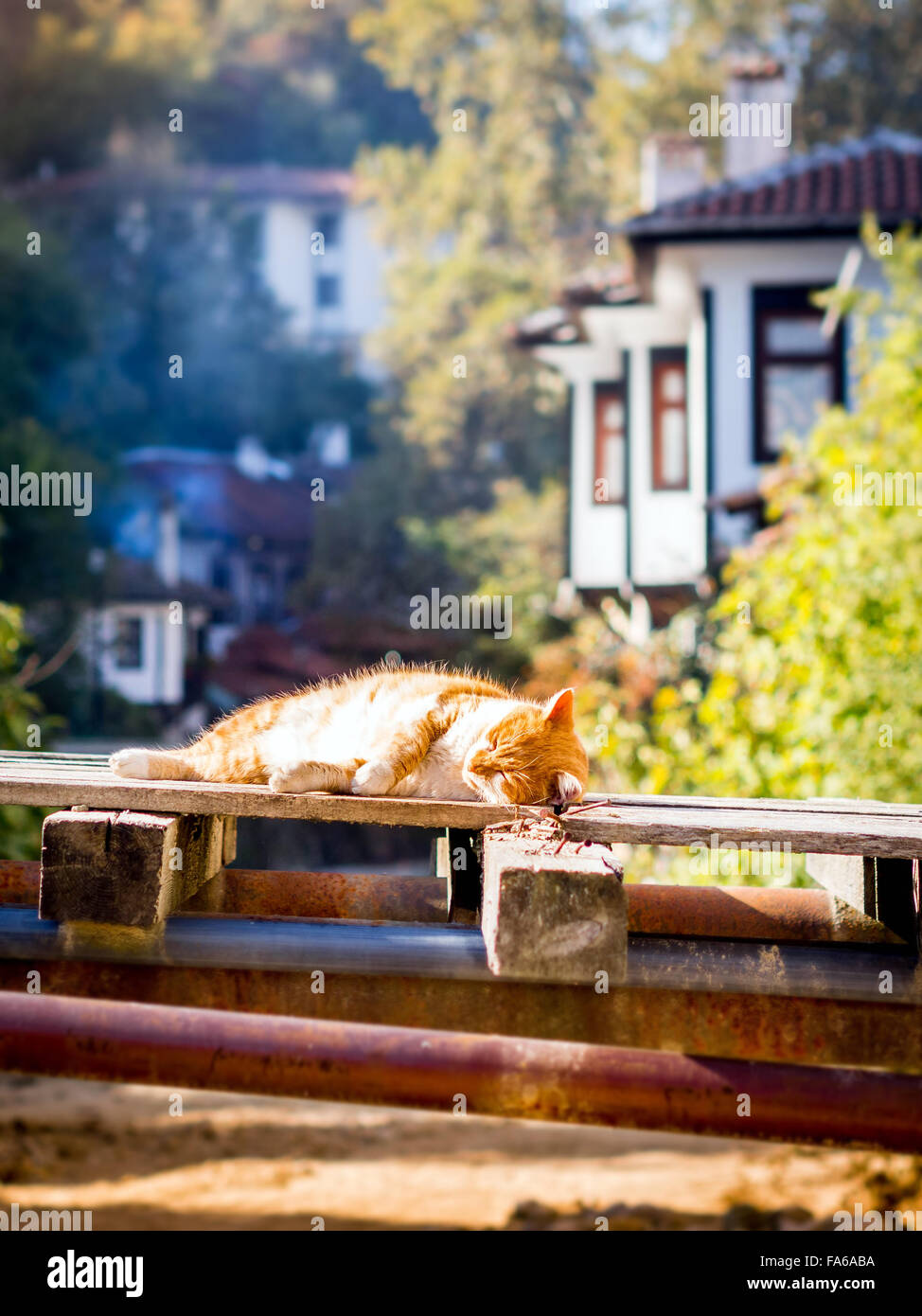 Cat sleeping in sun on wooden pallet Stock Photo